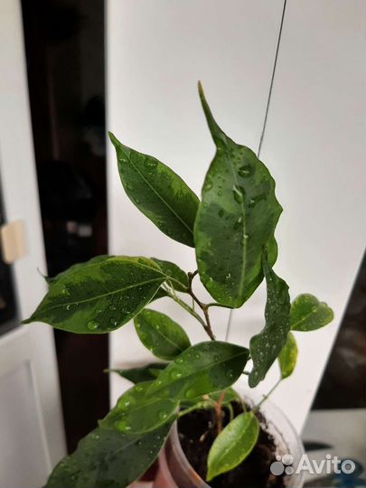 Фикусы Анастасия