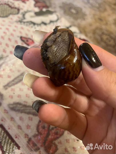 Улитки ахатина тигр стандарт