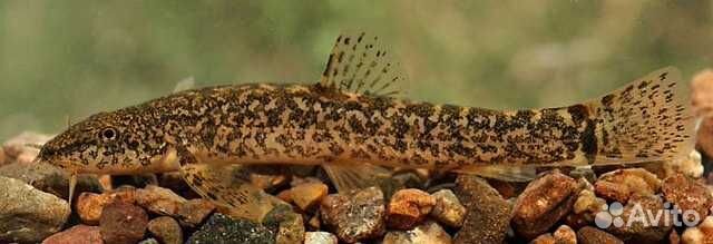 Голец усатый