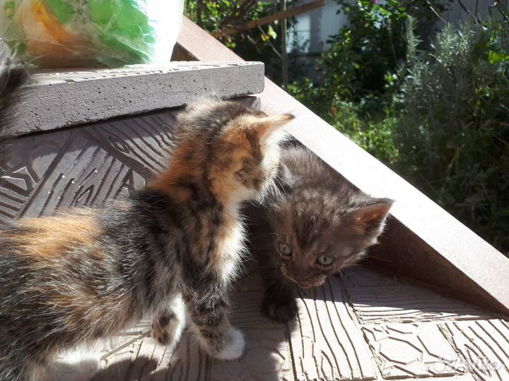 Котята мальчики