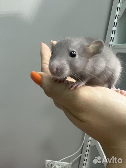 Крыса дамбо