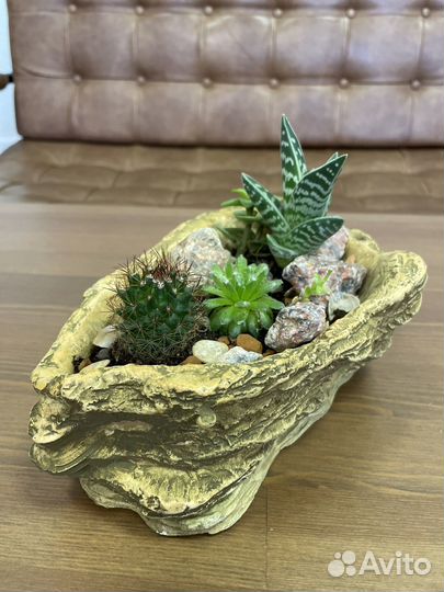 Флорариум из суккулентов