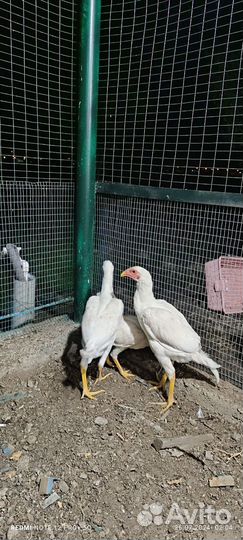 Турки семья