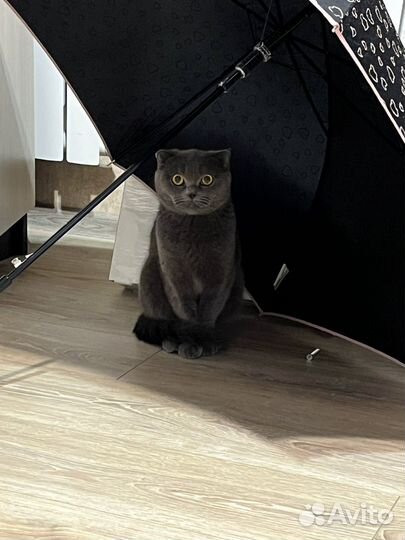 Британская