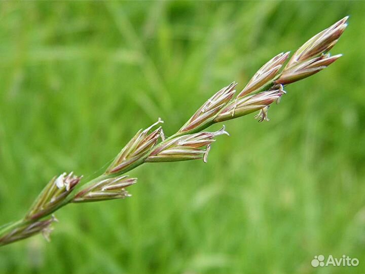 Райграс пастбищный. Семена оптом