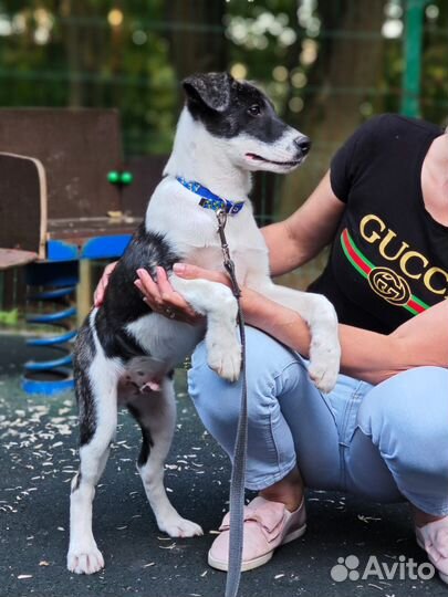 Собака щенок