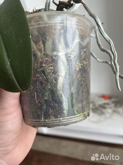 Орхидея фаленопсис