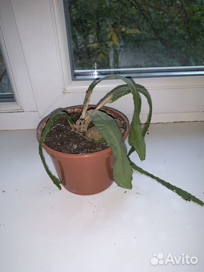 Комнатные цветы