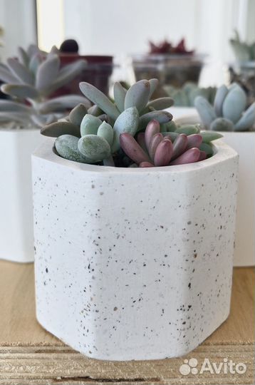 Суккуленты