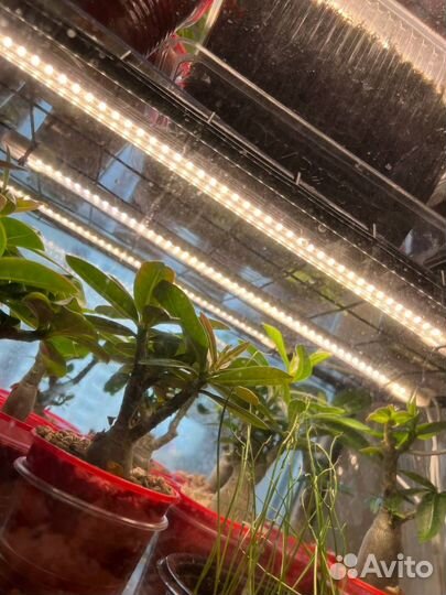 Мини теплица парник стеллаж с подсветкой