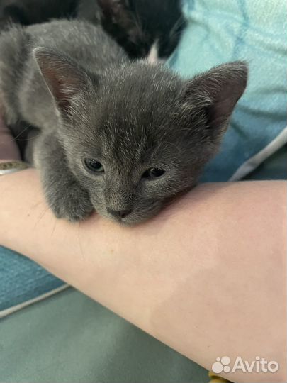 Серый котенок