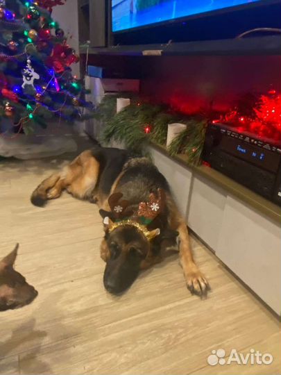 Немецкая овчарка