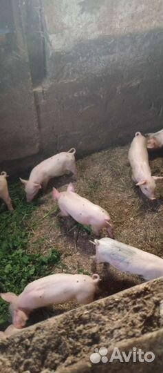 Поросята. Ландрас + дюрок