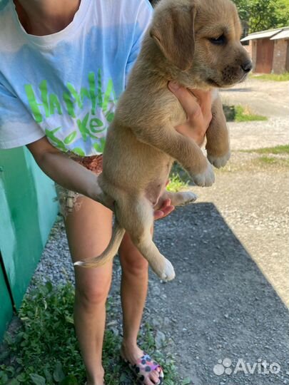 Дворяги в добрые руки