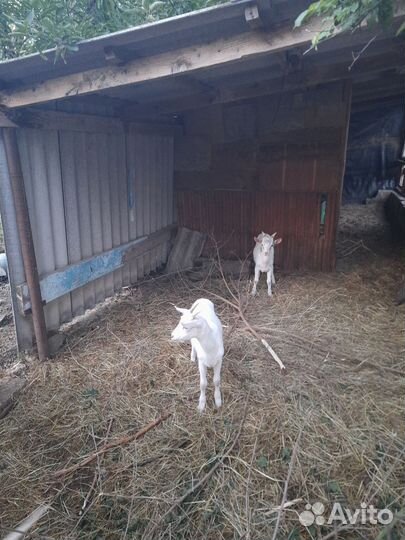 Зааненские козы