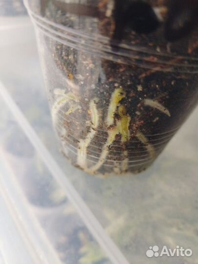 Комнатные растения