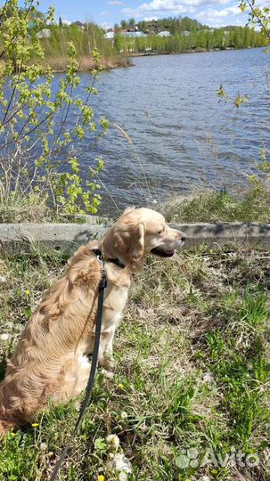 Передержка для собак и кошек