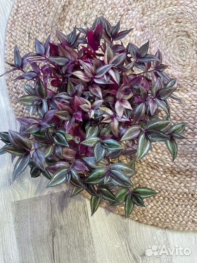 Традесканция тайская