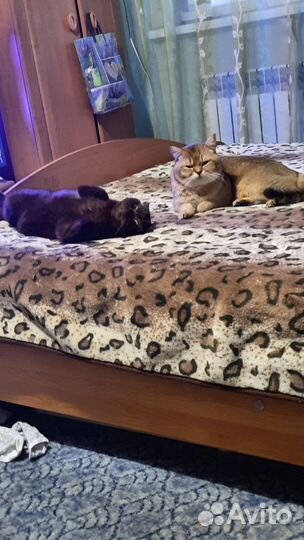 Шотландский, золотой кот 2 г. вязка ворошиловский