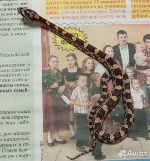 Змея Маисовый полоз