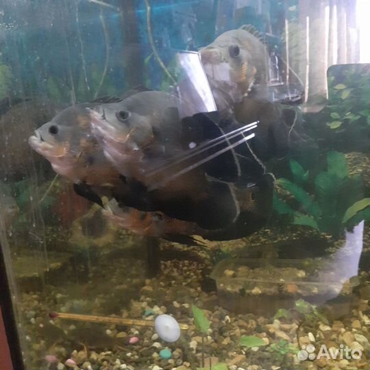 Астронотусы