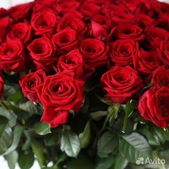 Высокие розы Доставка цветов