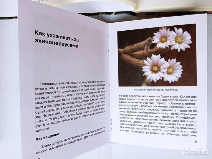 Книги Цветы Грибы Собаки Выпечка и др