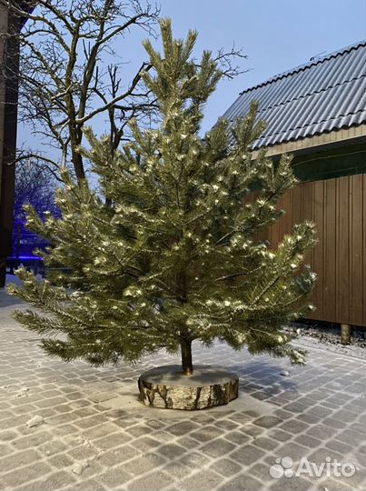 Спилы деревьев