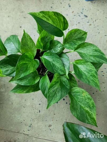 Эпипремнум (сциндапсус)