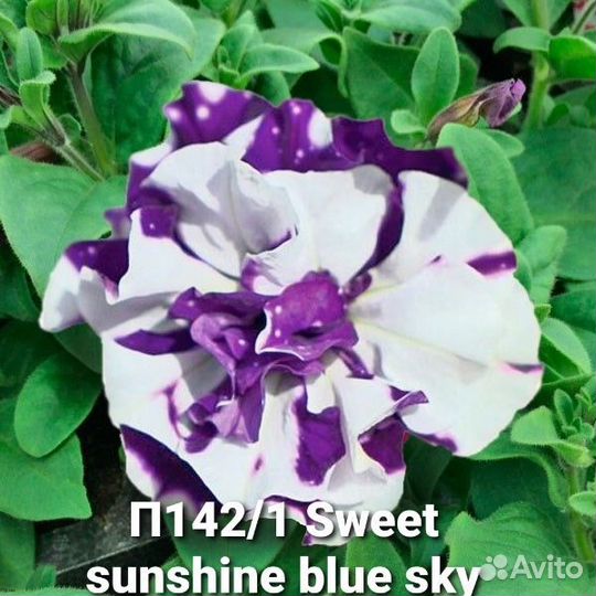 Петуния вегетативная часть 1