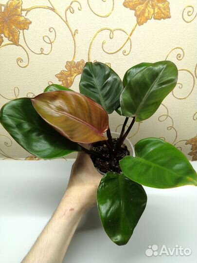 Филодендрон 10 сортов