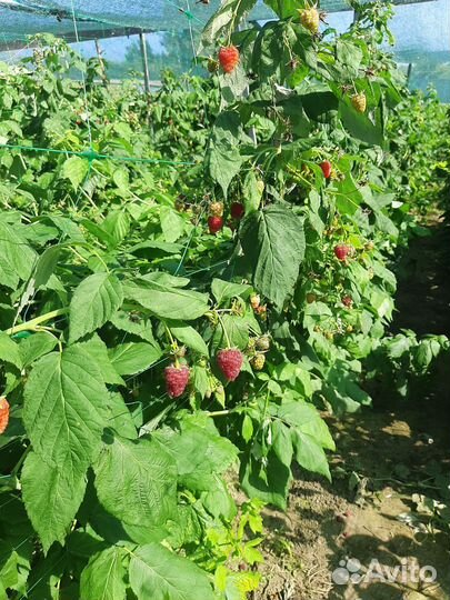 Саженцы малины Джиан - Джи