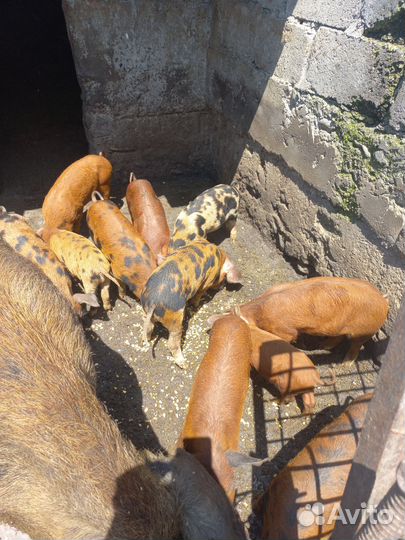 Овцы и поросята