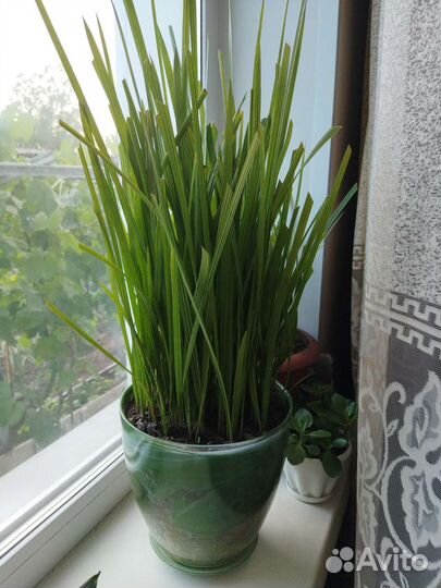 Кипарис,кактусы,финик,каланхоэ,колеус,сансевиерия