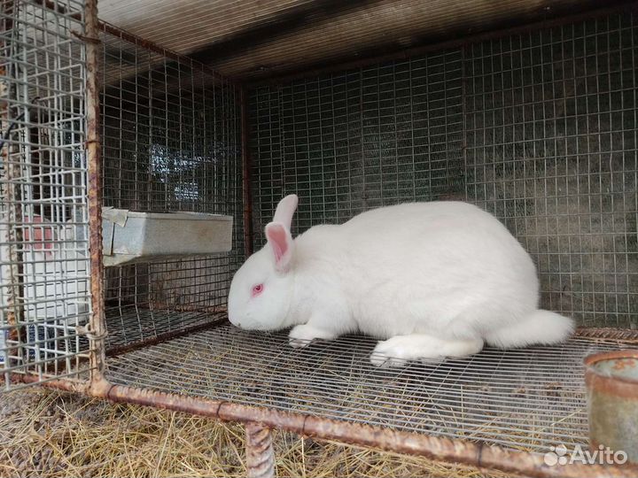 Кролики белый паннон