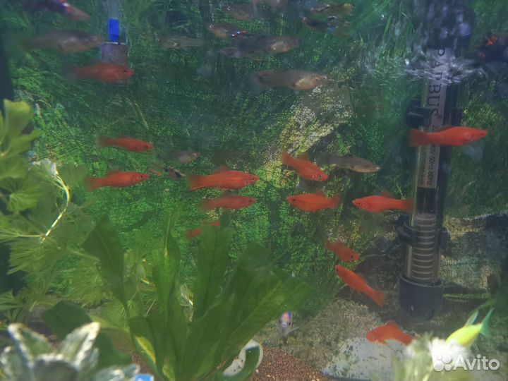 Рыбки: меченосцы и гуппи эндлера