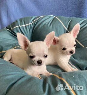 Малыши чихуахуа