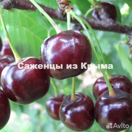 Саженцы Вишни Чудо-Вишня(Дюк)