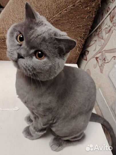 Британская кошка