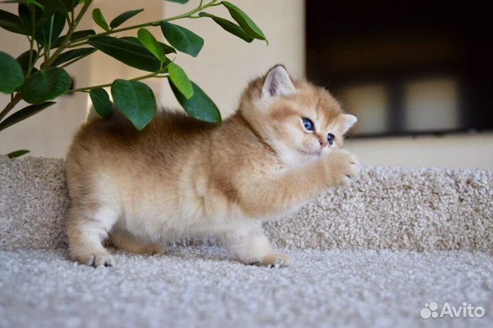 Шотландские котята