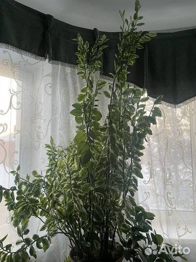 Педилантус