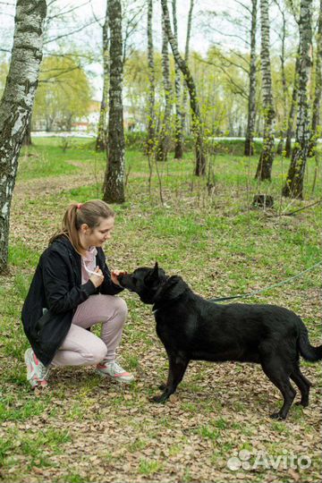 Собака из приюта ищет свой дом