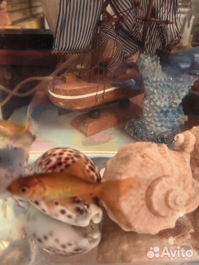 Золотая рыбка