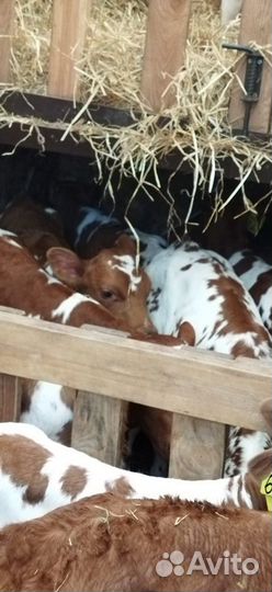 Телята с доставкой в ваш двор