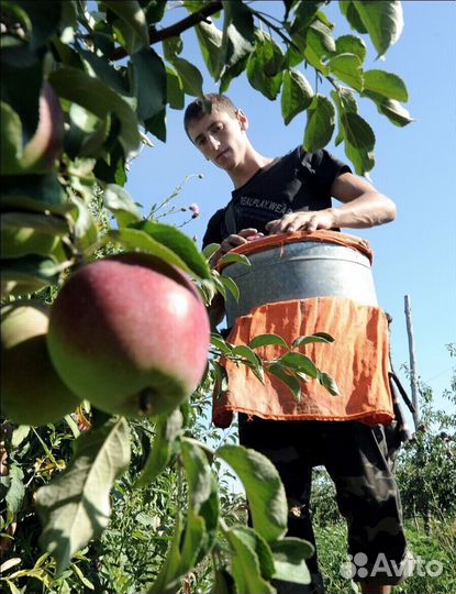 Сборщик вахта