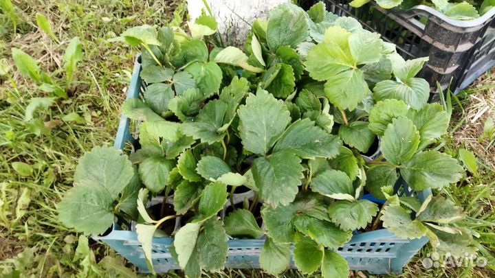 Рассада Виктория (клубника)