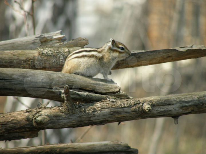 Участок 6 сот. (СНТ, ДНП)