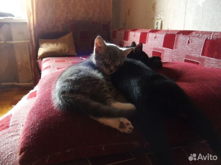 Котята ищут надёжную семью (возраст 3 месяца)