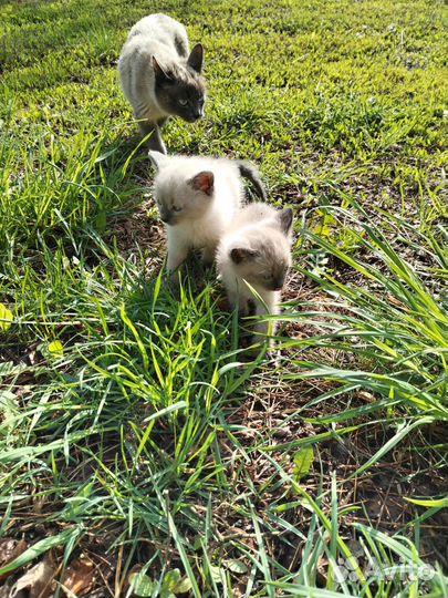 Котята в добрые руки бесплатно