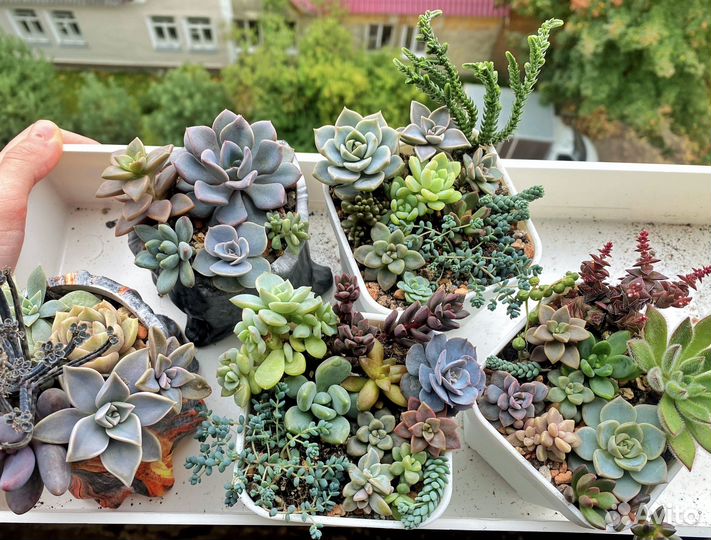Суккуленты